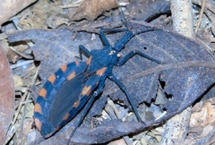 Triatoma longipennis