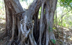 Ficus obtusifolia