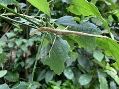 Lamponius portoricensis