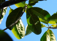 Ficus obtusifolia