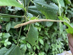 Lamponius portoricensis