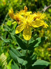 Hypericum richeri