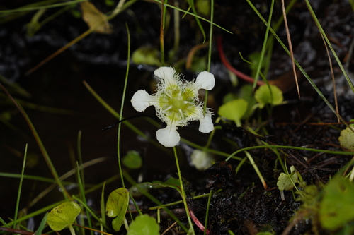 Parnassia wightiana, 2025-09-16