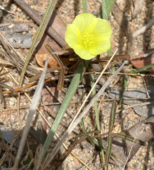 Hibiscus antanossarum