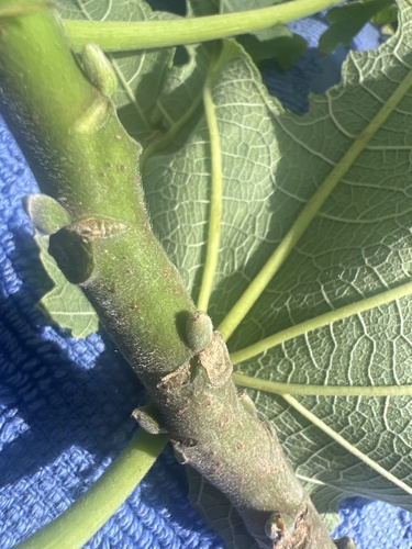 Broussonetia papyrifera observed 2025-10-25