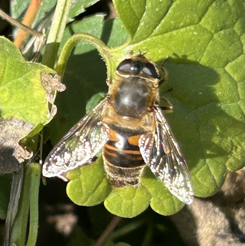 Unknown species found near Barn View Rd, Shelburne, VT, US