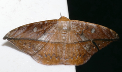 Oxydia translinquens