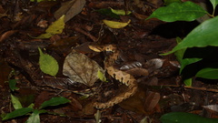 Metlapilcoatlus olmec