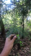 Abies flinckii