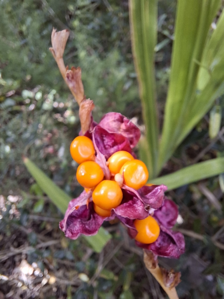 Chasmanthe aethiopica, Bellville, Cape Town, 7530, South Africa, by fcza