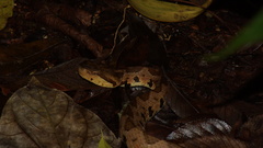 Metlapilcoatlus olmec