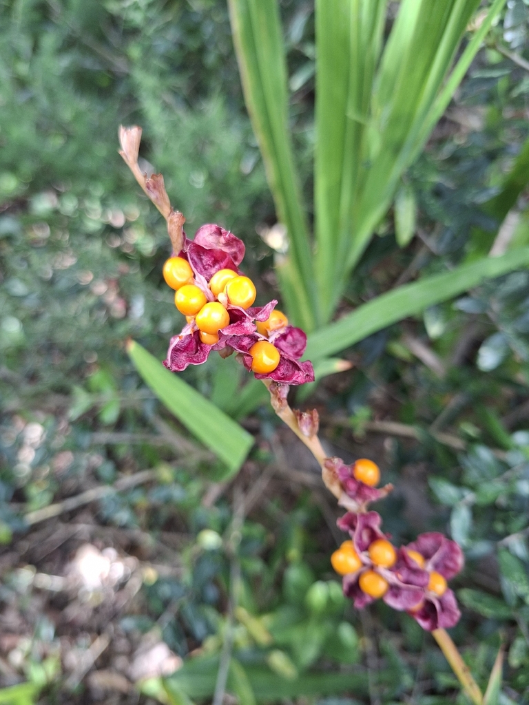 Chasmanthe aethiopica, Bellville, Cape Town, 7530, South Africa, by fcza