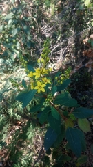 Galphimia glauca