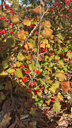 Ribes triste iNat (3)