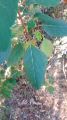 Galphimia glauca