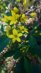 Galphimia glauca
