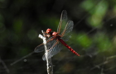 Orthemis nodiplaga