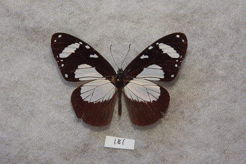 Amauris niavius aethiops
