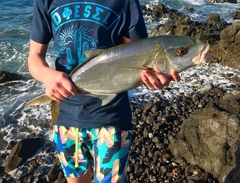 Caranx bartholomaei