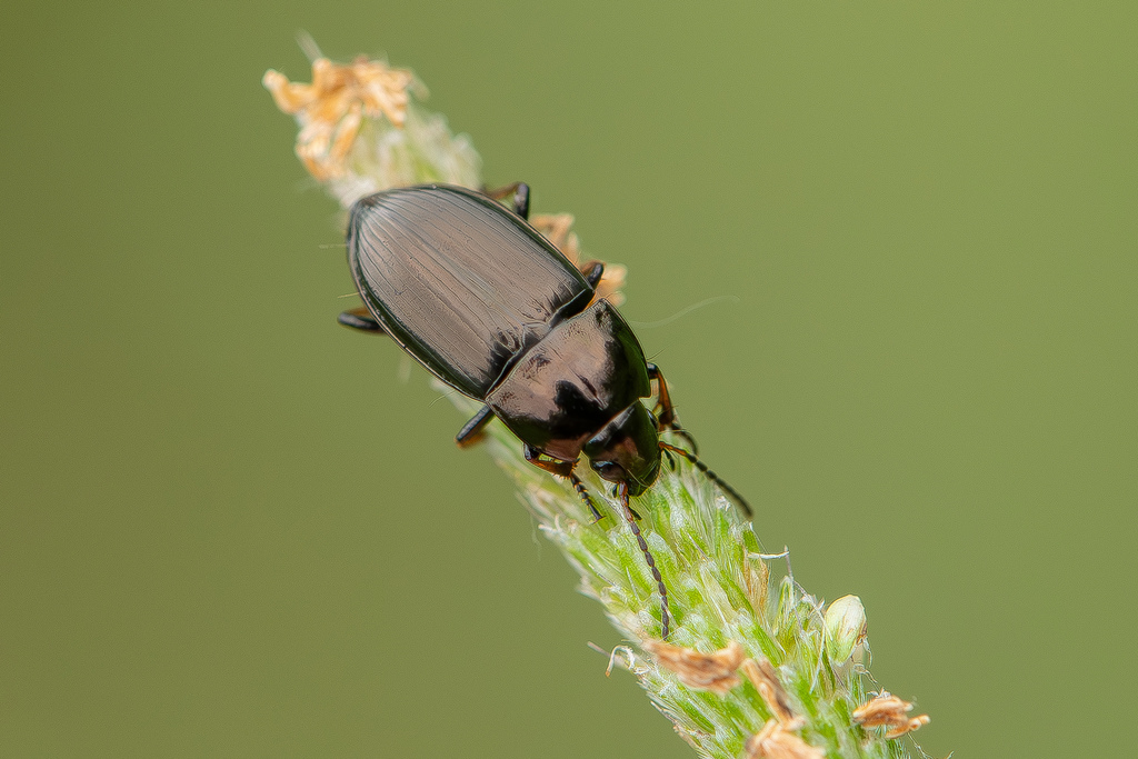 Amara communis
