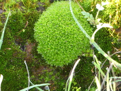 Syntrichia virescens