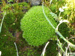 Syntrichia virescens