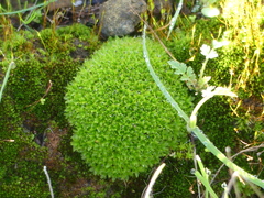 Syntrichia virescens