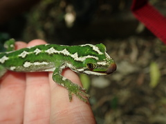 Naultinus gemmeus