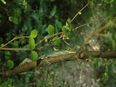 Naultinus gemmeus