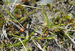 Zoysia minima