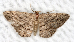 Zermizinga sinuata