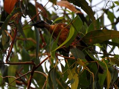 Philemon buceroides