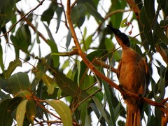 Philemon buceroides