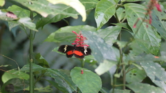 Heliconius hortense