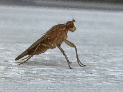 Unknown species found near Erie Rd, Columbus, OH, US