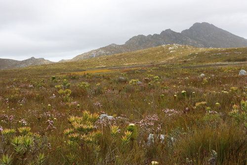 Erica pillansii, photograph 2