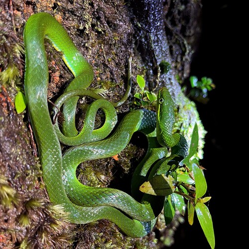 Jade Tree Snake