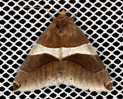 Dysgonia constricta