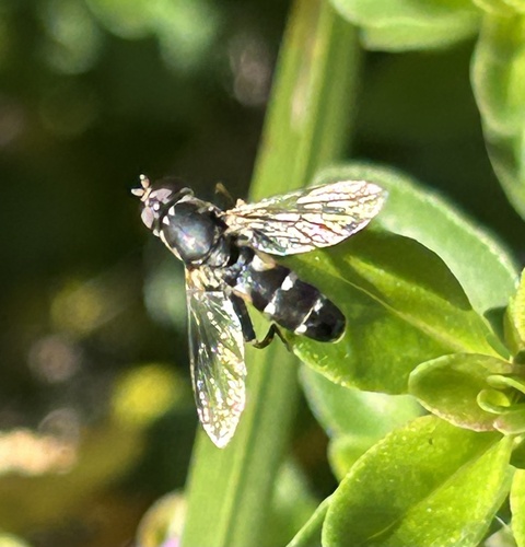 Unknown species found near Barn View Rd, Shelburne, VT, US