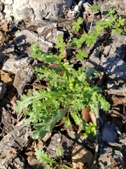 Senecio vulgaris