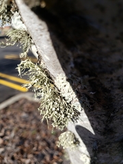 Ramalina