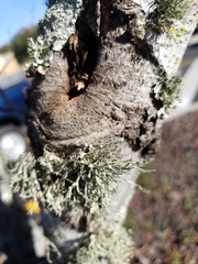Ramalina