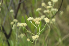 Achyrocline saturejoides