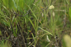 Achyrocline saturejoides