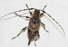 Graphisurus triangulifer