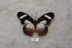 Hypolimnas anthedon wahlbergi