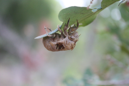 Cicadidae