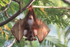 Epomophorus gambianus