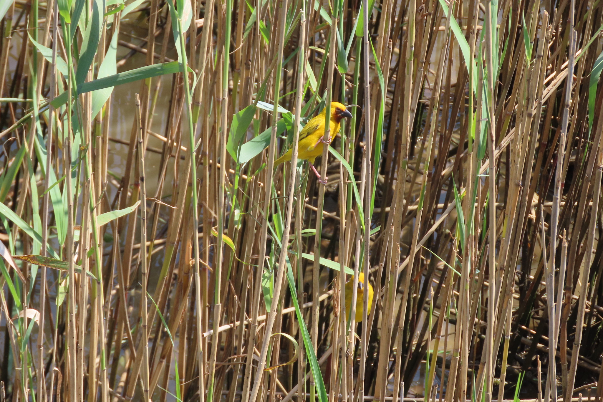 Southern Brown-throated Weaver (Ploceus xanthopterus), photo 8