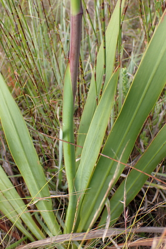 Watsonia fourcadei, photograph 6